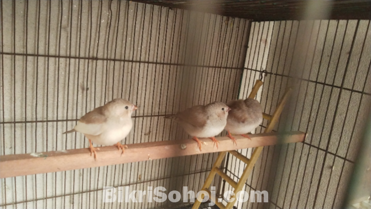 জেব্রা ফিন্স পাখি